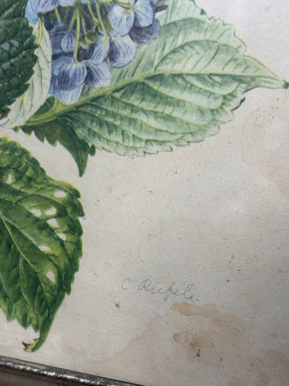 Carlos von Riefel – Hortensie HYDRANGEA | botanische Farblithografie 1950er