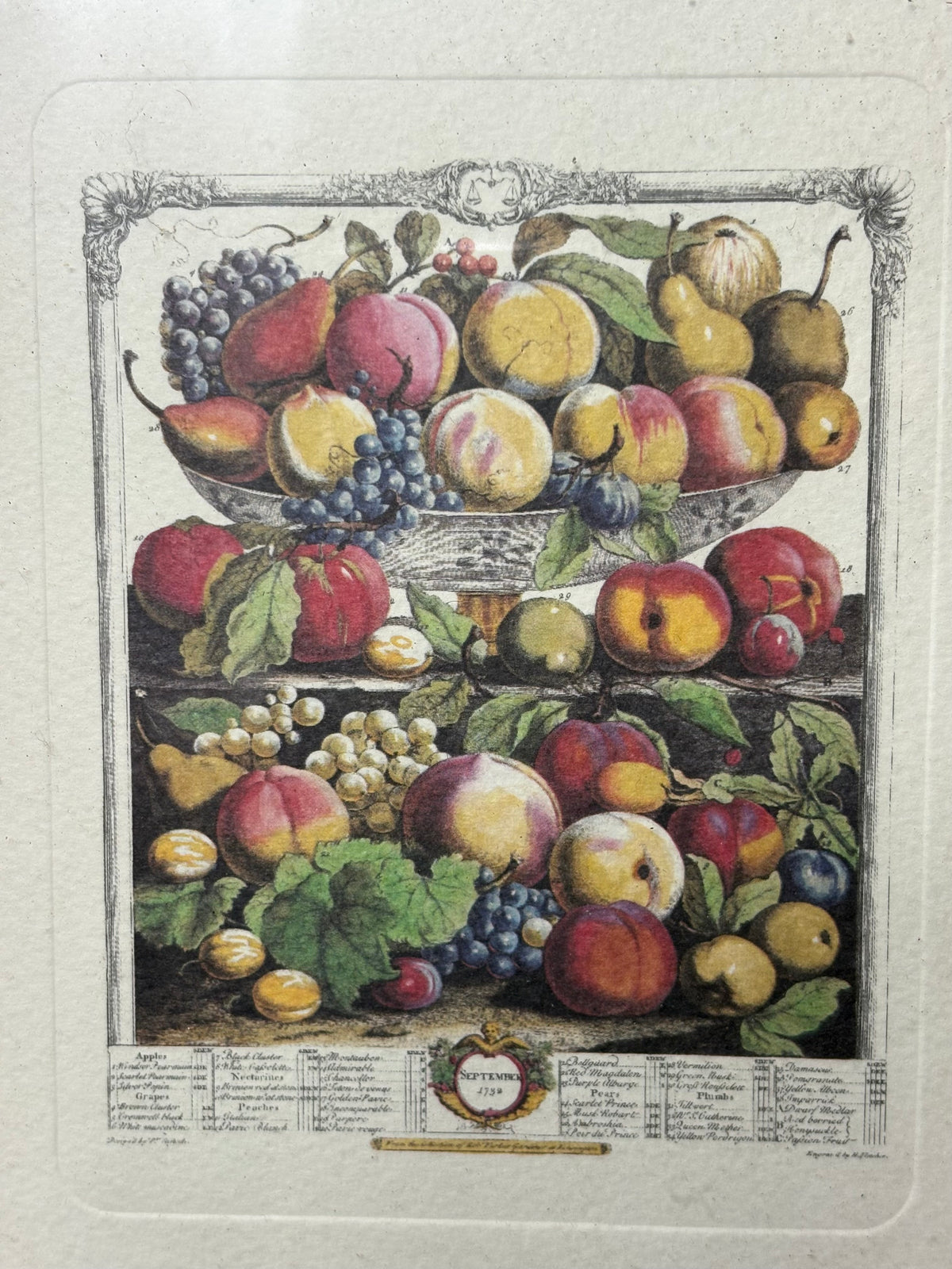 Gerahmte Obstillustration „October“ nach Robert Furber – 11,5 × 9 cm