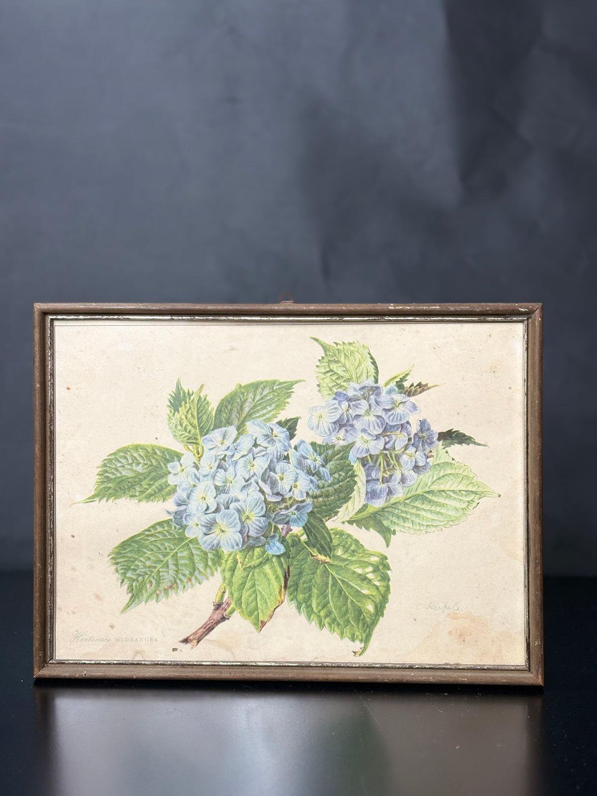Carlos von Riefel – Hortensie HYDRANGEA | botanische Farblithografie 1950er