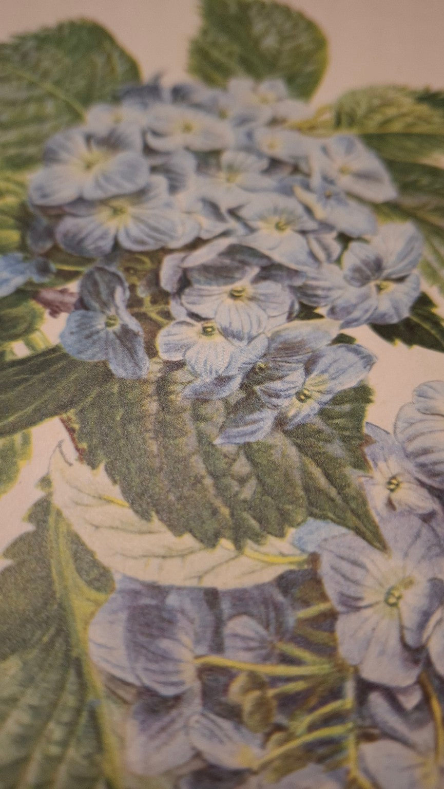Carlos von Riefel – Hortensie HYDRANGEA | botanische Farblithografie 1950er - Artikelbild von Fummel & Gedöns Secondhand-Store